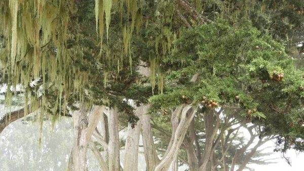 Lace líquen musgo pendurado, nevoeiro árvores da floresta nebulosas. Florestas misteriosas de fadas, EUA. — Fotografia de Stock