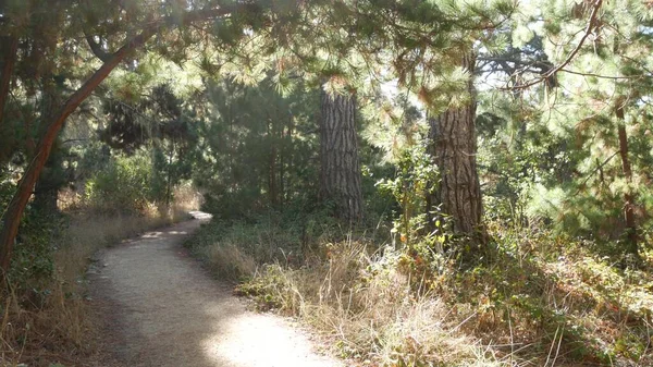 Cesta lesem nebo lesem, stezka v háji. Jehličnatá borovice. California — Stock fotografie