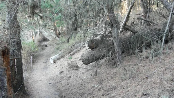 Ścieżka w lesie lub drewnie, szlak w gaju. Iglasta sosna cyprysowa. Kalifornia — Zdjęcie stockowe