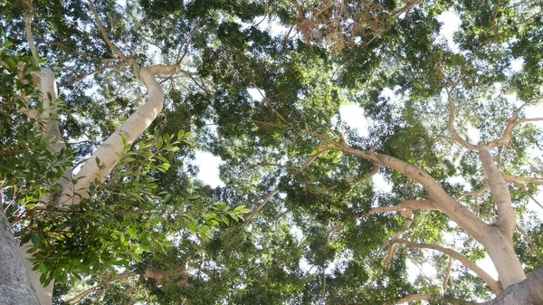 Canopy de gran árbol enorme en selva o selva tropical. Árbol gigante de magnolia alta — Foto de Stock