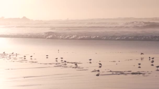 Onde oceaniche e uccelli pifferaio correre sulla spiaggia, piccolo pifferaio sabbia plover shorebird. — Video Stock