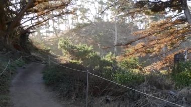 Ormanda ya da ormanda yol, korulukta yol. Kozalaklı çam ağacı. Kaliforniya