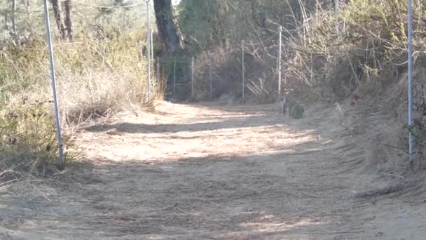 Wiewiórka na szlaku, dzikie zwierzę. Fauna Torrey Pines. Trekking, wędrówki po Kalifornii. — Wideo stockowe