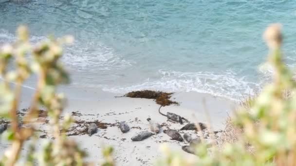 Vild fläckig pälssäl rookery, fridfull hamn sjölejon vilar, Kalifornien stranden — Stockvideo