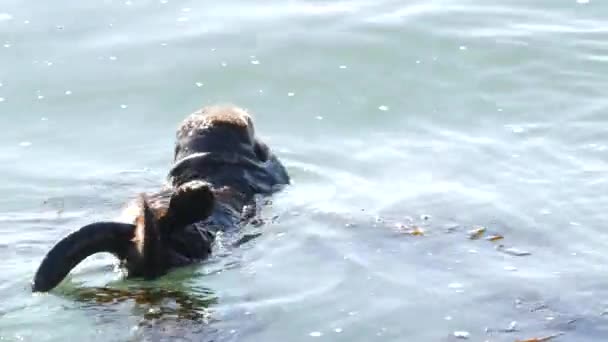 Divoké moře vydry mořské živočichové plavání v oceánské vodě, Kalifornie pobřeží volně žijící zvěře. — Stock video