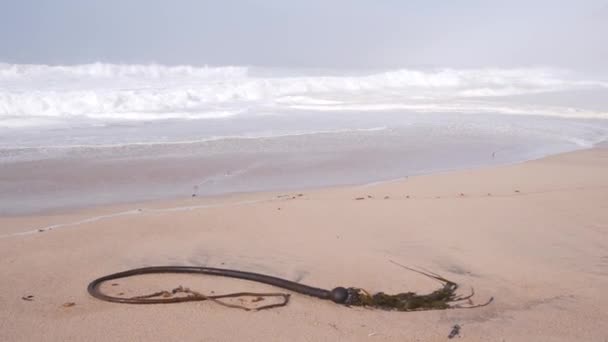 Alghe alghe alghe Kelp sulla sabbia, onde dell'oceano che si infrangono, costa californiana che schizza mare — Video Stock