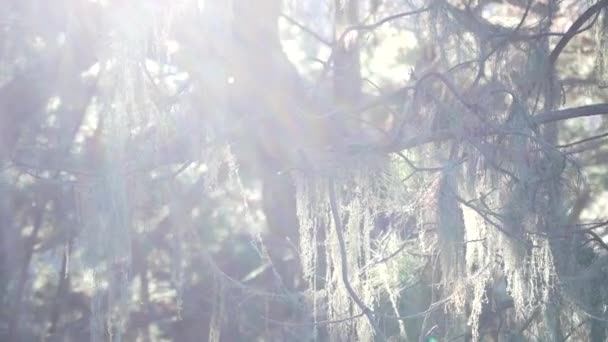 Lace Flechten Moos hängen, Baum im tiefen Wald. Holz, Hain oder Wald. Sonnenlicht — Stockvideo