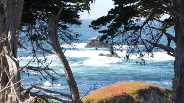 Ocean waves, cypress pine tree forest, 17-mile drive, Monterey, California coast — Stock video