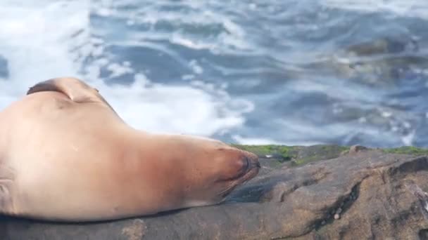 Jonge zeehond slaapt, zeeleeuw kalf rust, rotsachtige oceaan strand. welp, baby of pup. — Stockvideo