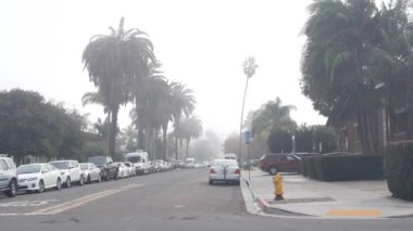 Şehir caddesinde sisli palmiye ağaçları, Kaliforniya, ABD 'de sisli hava.