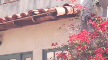 Pembe bougainvillea bahçede çiçek açar. Kıpkırmızı çiçek açmış. Kaliforniya Bahçe İşleri