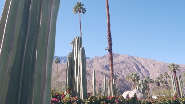 Palm trees, cactus, mountains, California valley nature. Arid desert oasis flora — Stock Video