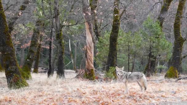 Animales lobo salvaje, coyote o coywolf, vida silvestre del bosque de Yosemite, fauna de California — Vídeos de Stock