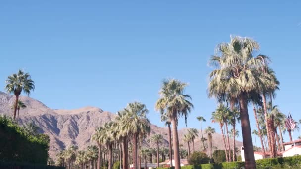 Palm trees and mountains, Palm Springs, California desert valley oasis flora USA — Stock Video