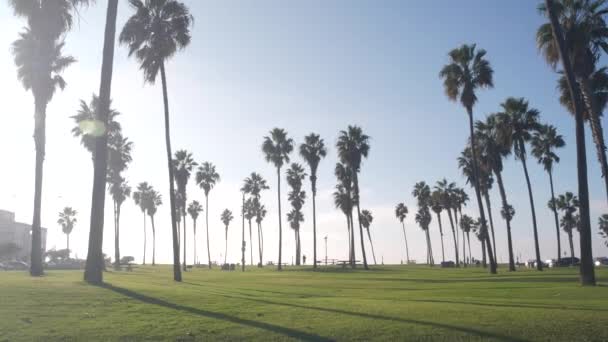 Palmiye ağaçları ve gökyüzü, sahil parkı, Pasifik Okyanusu plajı, California sahili, ABD. — Stok video