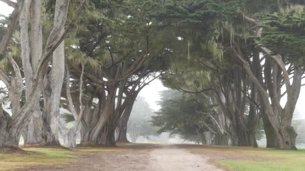 Floresta misteriosa nebulosa. Fileira de árvores em nevoeiro chuvoso Califórnia, corredor do túnel — Vídeo de Stock