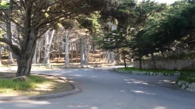 Sahne 17 mil, Monterey, California. Selvi ağacı ormanına yolculuk.