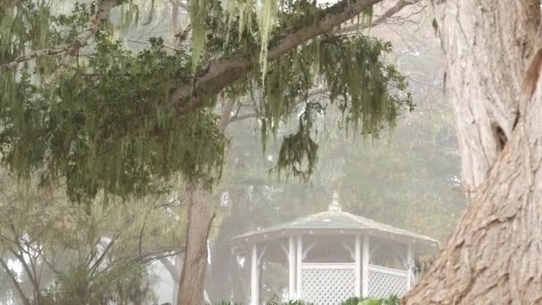 Encaje musgo liquen, niebla árboles de bosque brumoso. Antiguo mirador misterioso, alcoba de madera — Vídeos de Stock