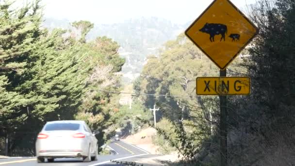 Boar or pig crossing yellow traffic road sign, California USA. Wild animal xing. — Stock Video