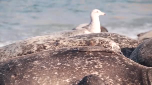 Selvagem manchada foca rookery, pacífico porto leão marinho descansando, praia da Califórnia — Vídeo de Stock