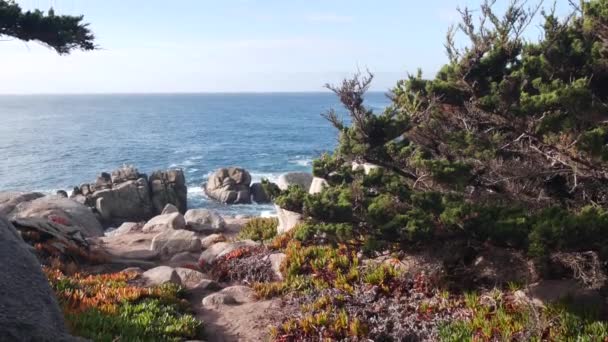 Costa rocosa, olas del océano, pino ciprés, 17 millas en coche, Monterey, California — Vídeo de stock