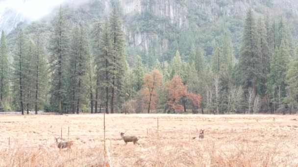 Família de veados selvagens pastando, prado no vale de Yosemite, fauna da vida selvagem da Califórnia. — Vídeo de Stock