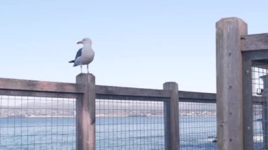 Rıhtım kıyısı, Monterey California. Sahile bakan konserve fabrikası.