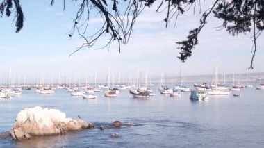 Limanda ya da körfezde yatlar, Monterey marinası, Old Fishermans Wharf, California sahili