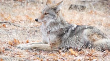 Kurt çakal ya da çakal portresi, kafa ve gözler. Sonbahar Ormanı Vahşi Yaşam