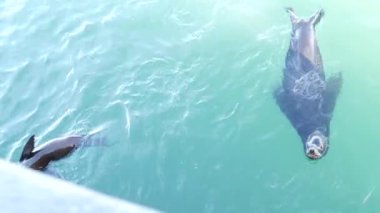 Vahşi fok ya da deniz aslanı, okyanus suyu, büyük alfa erkek. Kaliforniya vahşi yaşamı