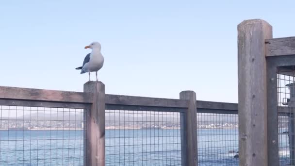 Promenada przy nabrzeżu, Monterey California. Promenada nadmorska Cannery Row — Wideo stockowe