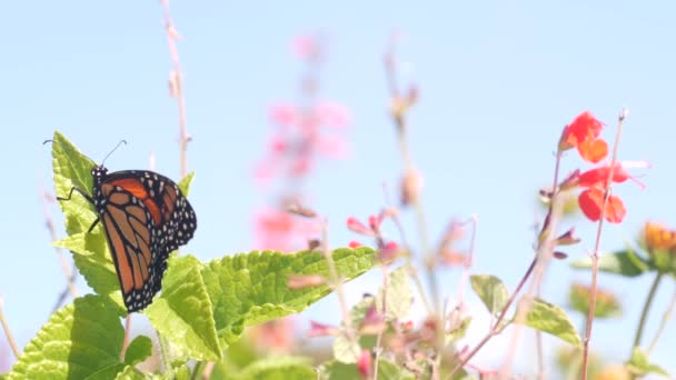 Mariposa monarca en flor silvestre, flores silvestres florecen, jardín o medow, cielo de primavera — Vídeos de Stock