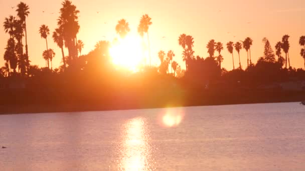 Muchas palmeras siluetas reflexión, puesta del sol playa del océano, costa de California EE.UU. — Vídeo de stock