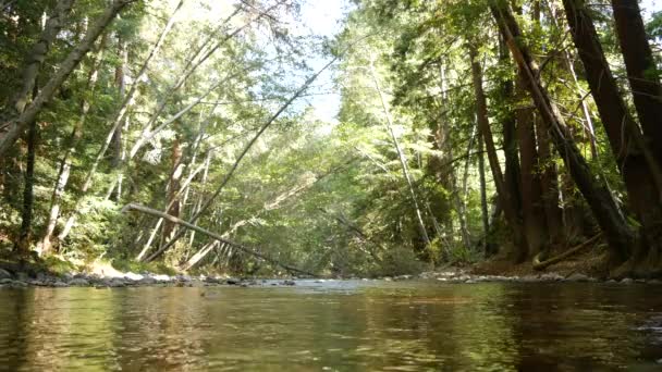 Rivier in bos of bos, Californië hout. Creek stream rimpelwater oppervlak — Stockvideo