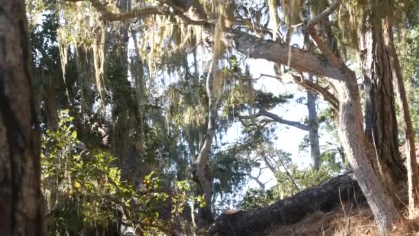 Mousse de lichen en dentelle suspendue, arbre dans la forêt profonde. Bois, bosquet ou bois. Parasite — Video