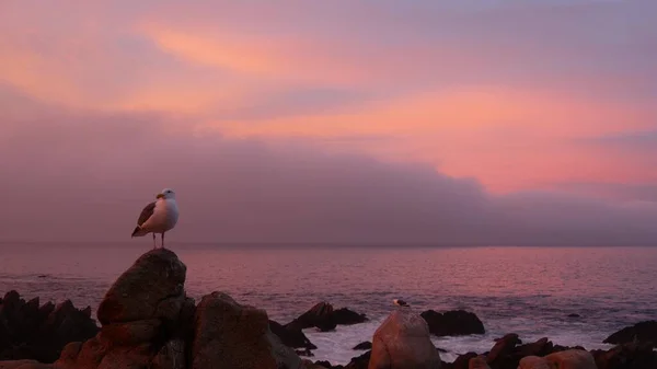 Rocky craggy ocean beach, Monterey, pink sunset sky, costa da Califórnia. Gaivota. — Fotografia de Stock