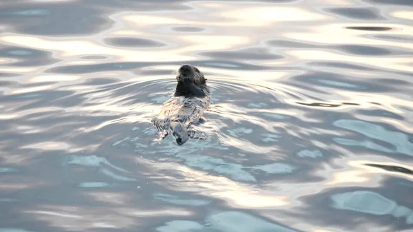 Lontra marinha selvagem animal marinho nadando na água do oceano, costa da Califórnia vida selvagem. — Fotografia de Stock