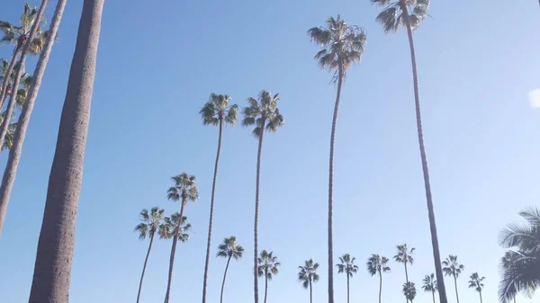 Row of palm trees on street near Los Angeles, California coast, beach vacations. — Stock Photo, Image