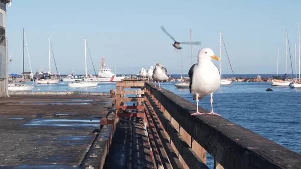 Aves de gaviota, puerto, puerto, muelle o muelle de pescadores, industria pesquera, pesca. — Foto de Stock