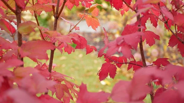 El arce rojo del otoño deja la rama del árbol. Hoja viva de otoño en bosque o bosque. — Foto de Stock