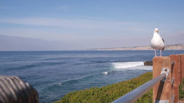 Ocean waves on beach, surface de l'eau de mer, Californie États-Unis. Oiseau de mouette sur la rampe — Photo