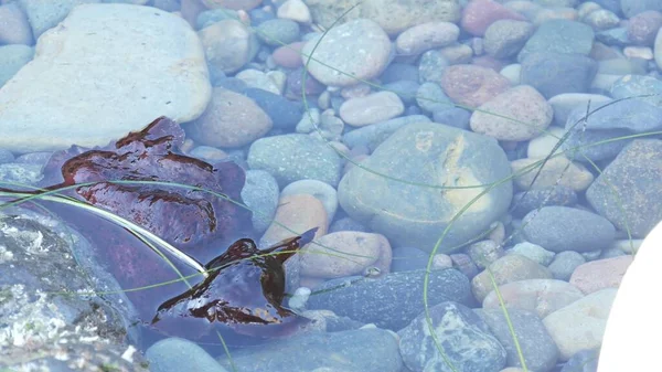 Seehasen Weichtiere im Gezeitenpool Wasser, rote Weichtiere im Gezeitenpool Anaspidea Tier. — Stockfoto