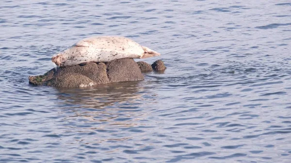 Selvagens manchado pele selo dormir na rocha, pacífico porto leão marinho descansando. Califórnia — Fotografia de Stock