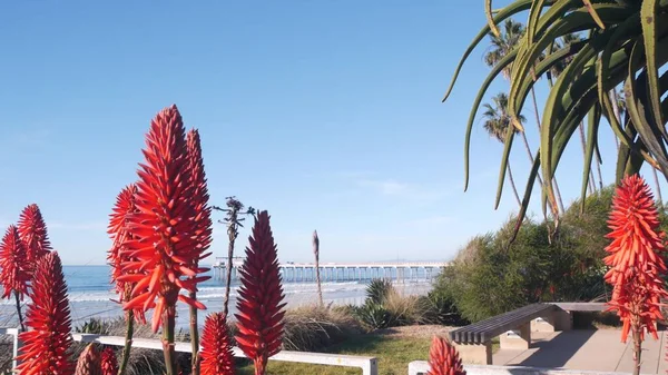 Flor vermelha da flor do aloés, flor suculenta da planta na praia, flora da costa de Califórnia. — Fotografia de Stock