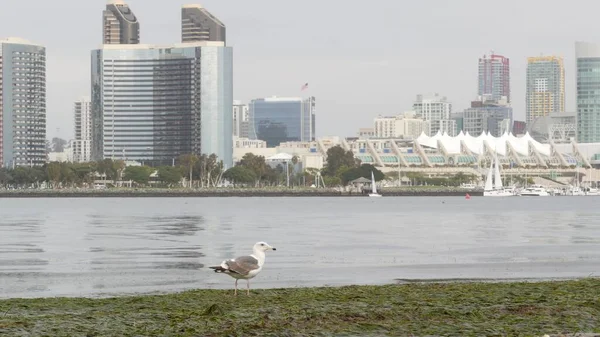 Skyline der Innenstadt, Stadtbild von San Diego, USA. Hochhaus am Hafen. — Stockfoto