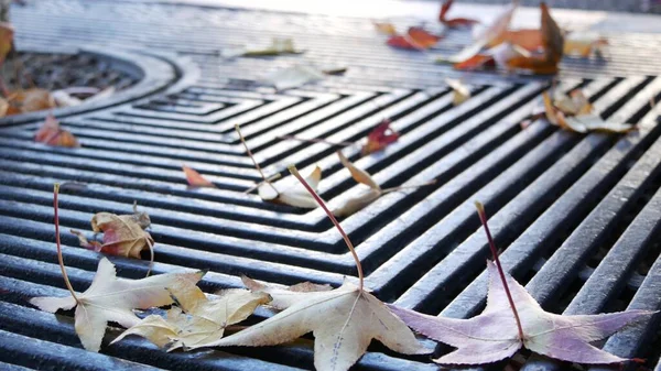 Dry yellow autumn fallen maple leaves, metal grate on ground of american street. — Stock Photo, Image