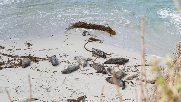 Foca de piel manchada salvaje novato, puerto pacífico león marino descansando, playa de California — Foto de Stock