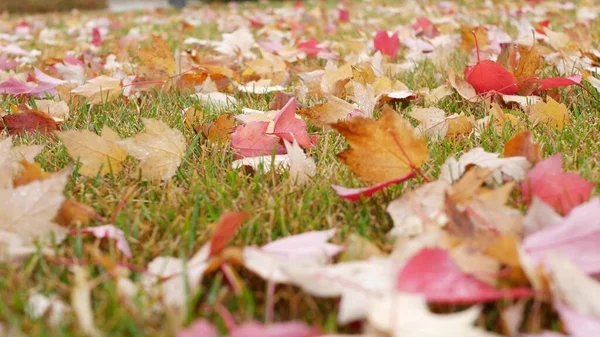 Dry autumn maple yellow fallen leaves, orange fall leaf in wind on ground. — Stock Photo, Image