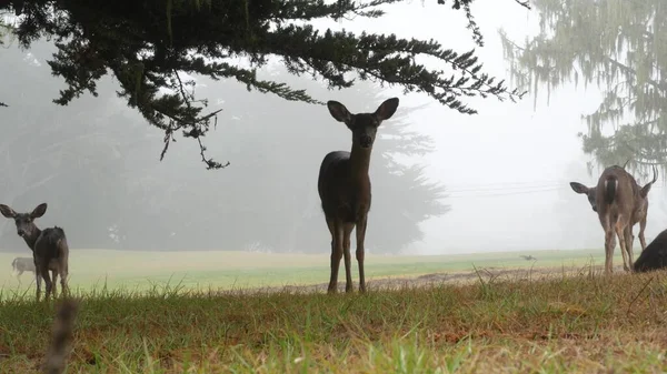 Дикий молодой олень, семейное выпас, кипарис в туманном лесу. Калифорния. — стоковое фото