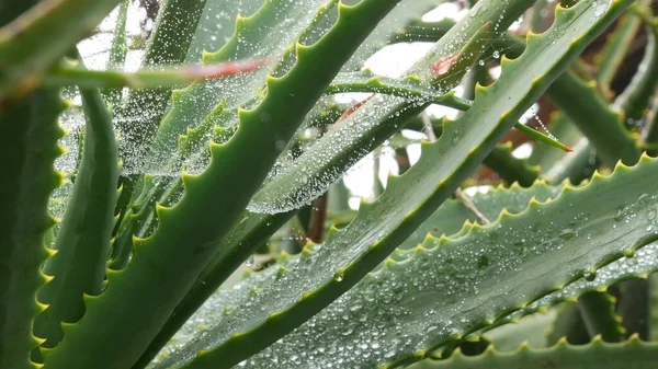 Aloes, krople do rosy lub wody deszczowej, świeże soczyste mokre liście soczystych roślin — Zdjęcie stockowe